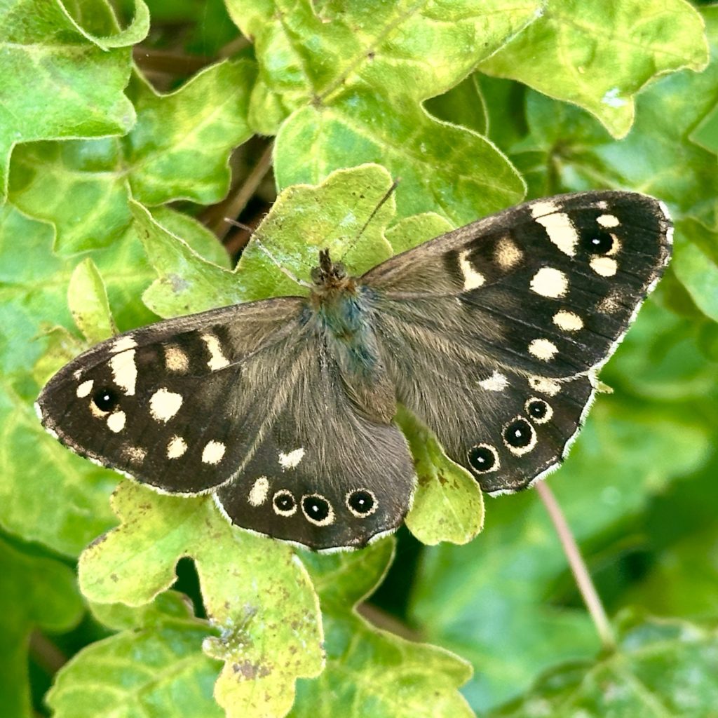 Speckled Wood Butterfly​