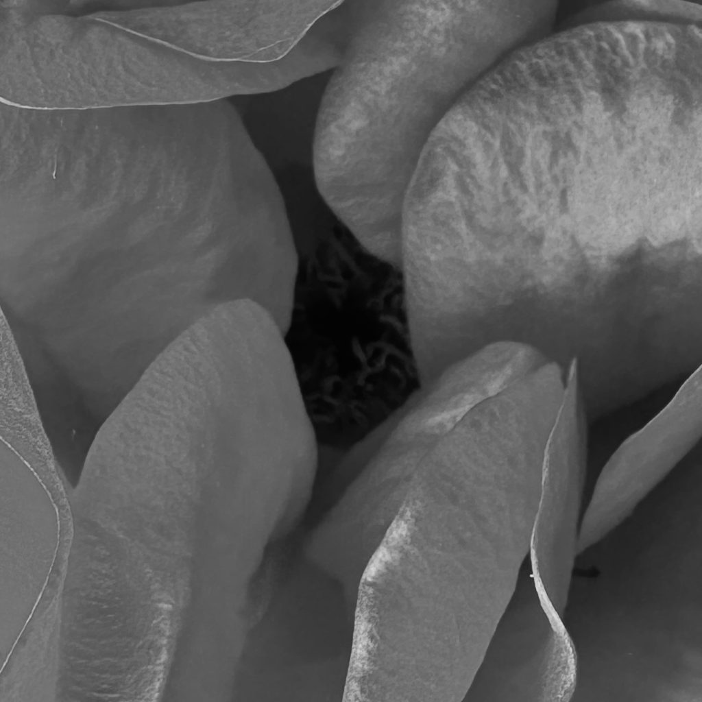 Monochrome inside a rose 