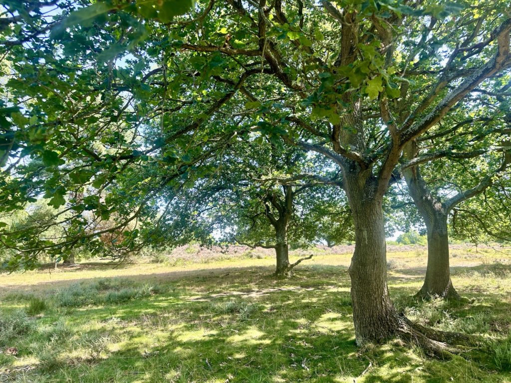 Walking in Sherwood Forest ​