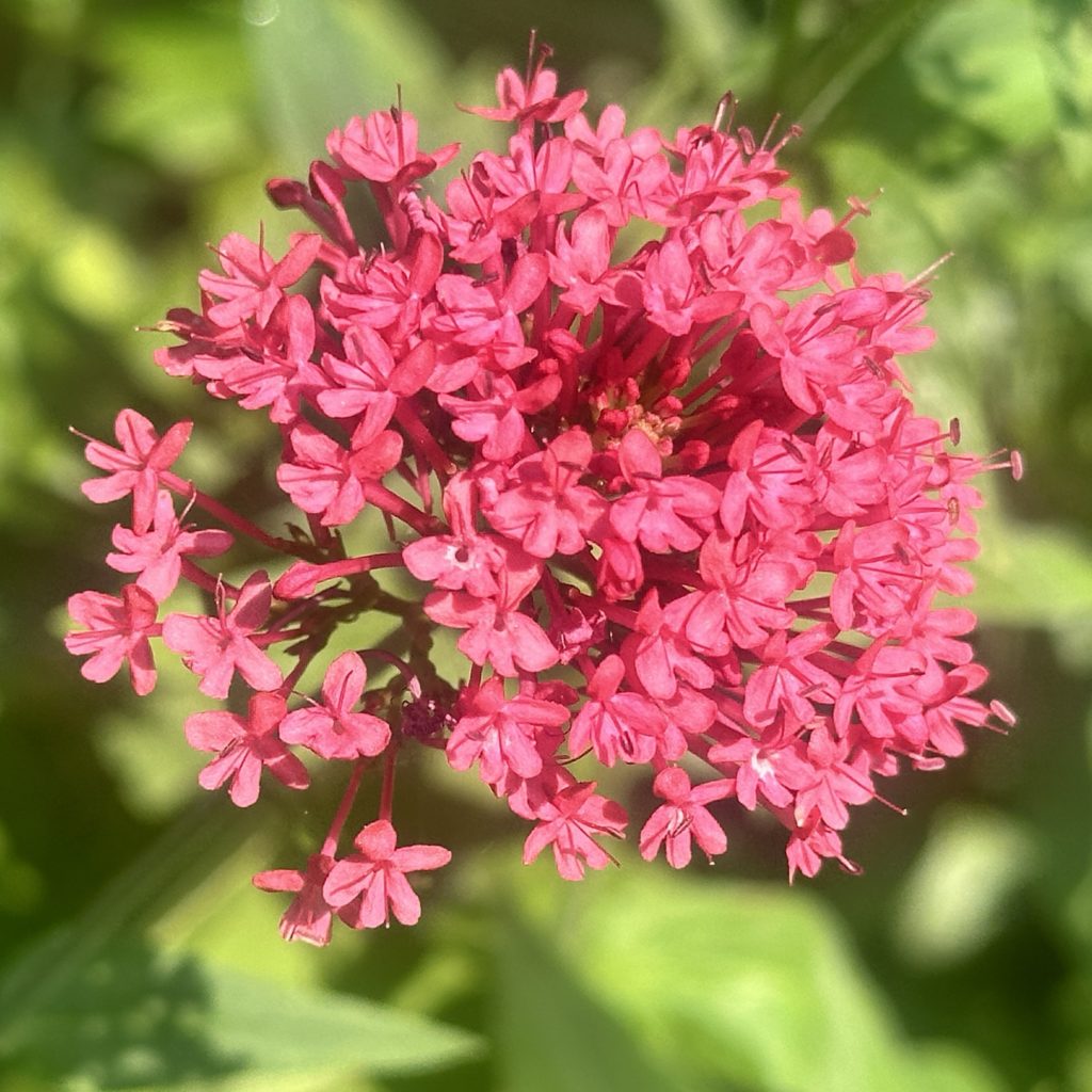 Pink flowers