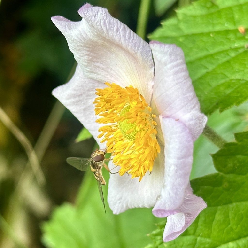 Bee on flower