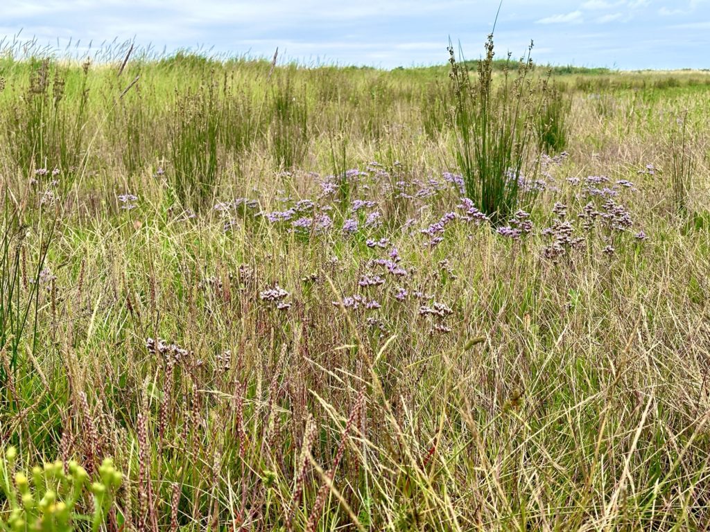 Lincolnshire Coast