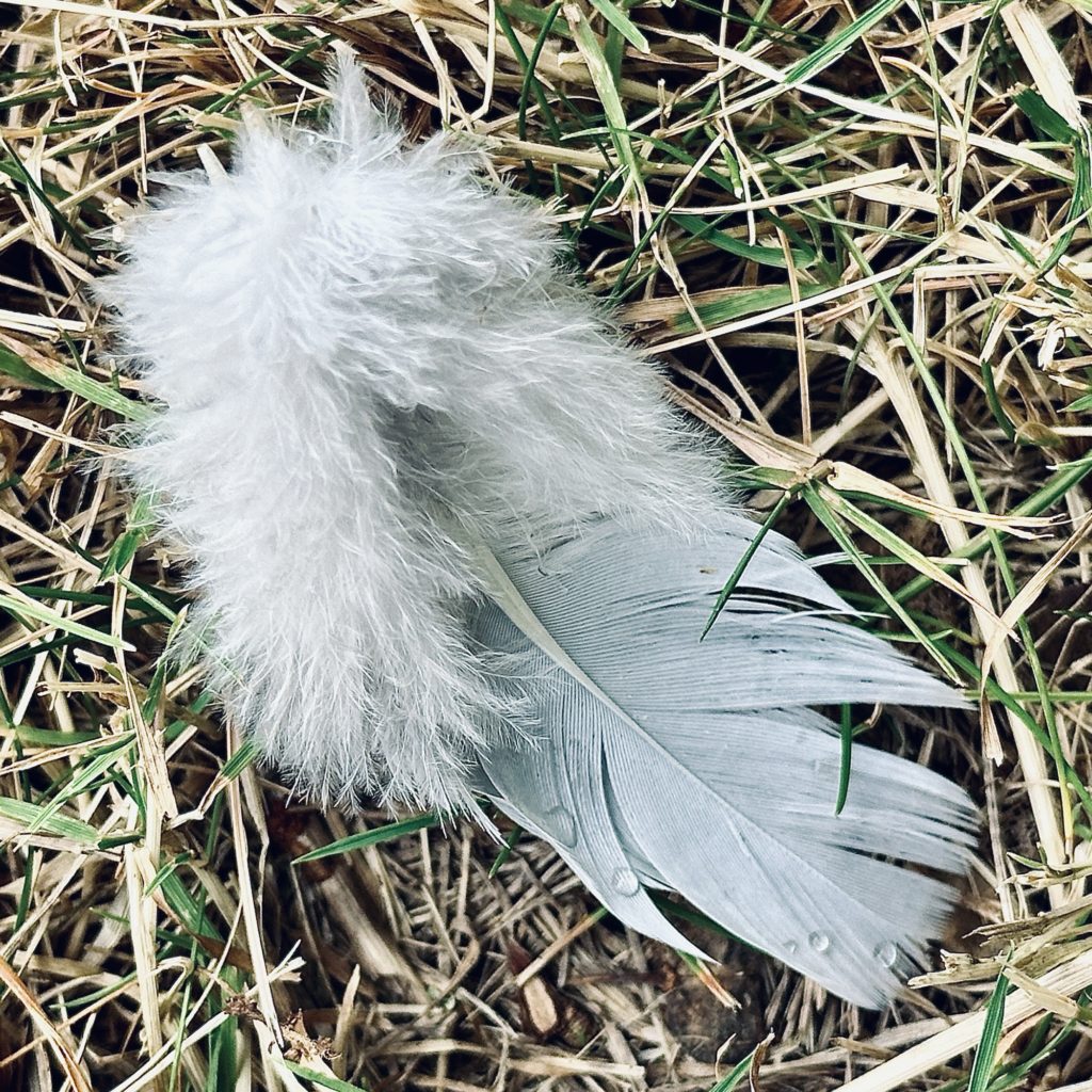 Feather