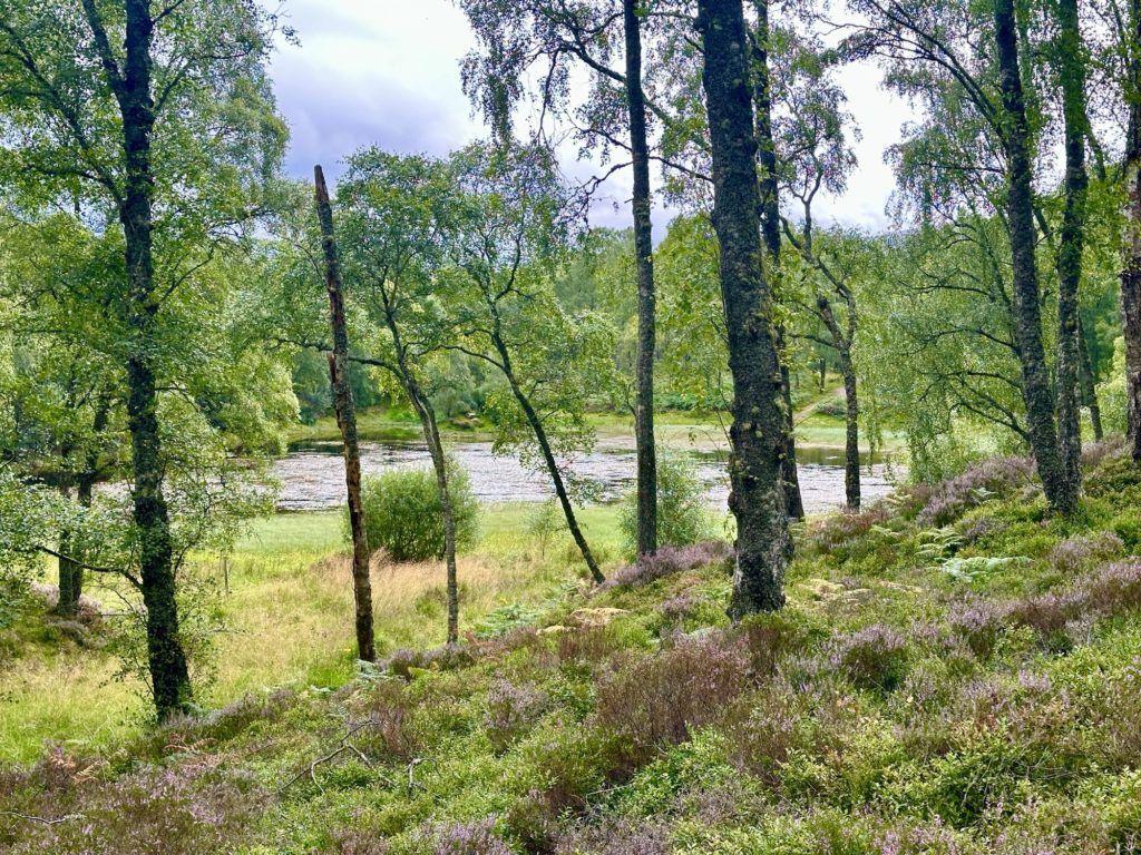 Craigellachie National Nature Reserve