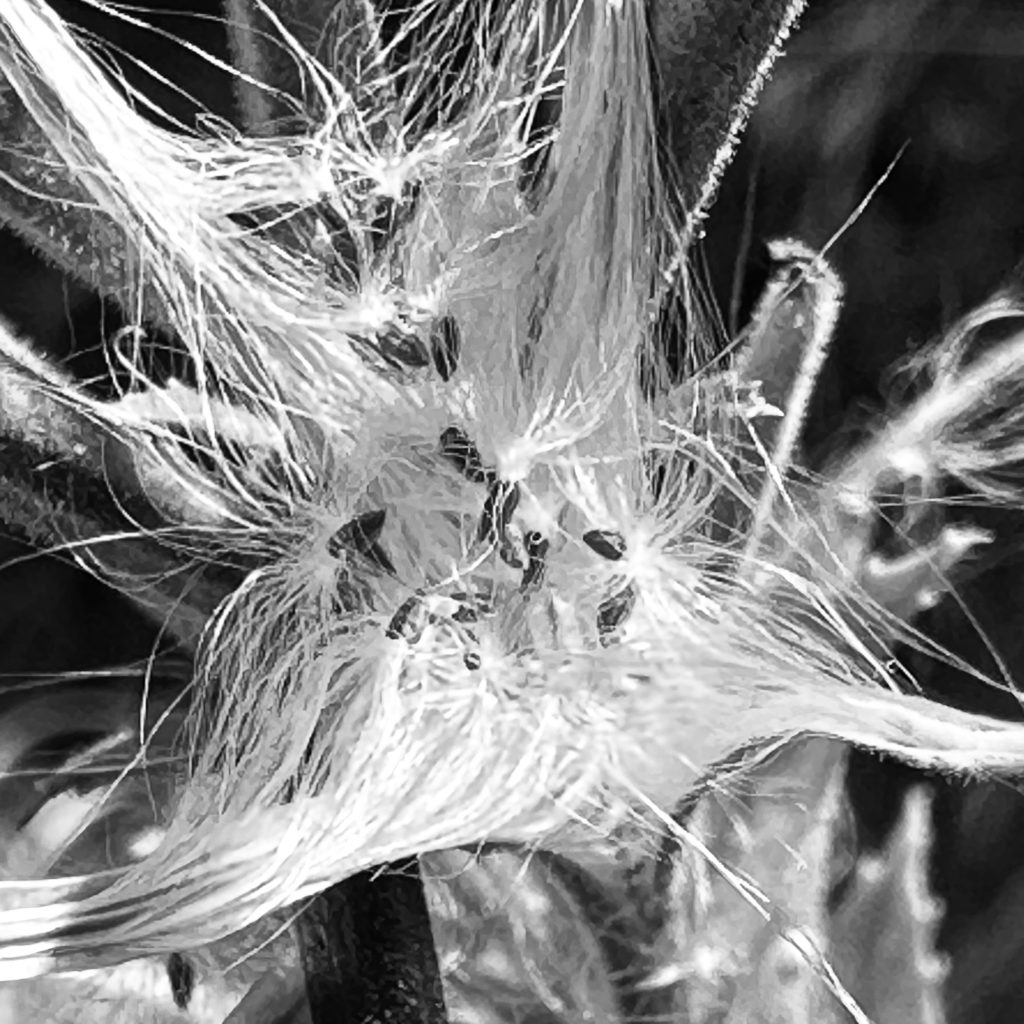 Plant seed web