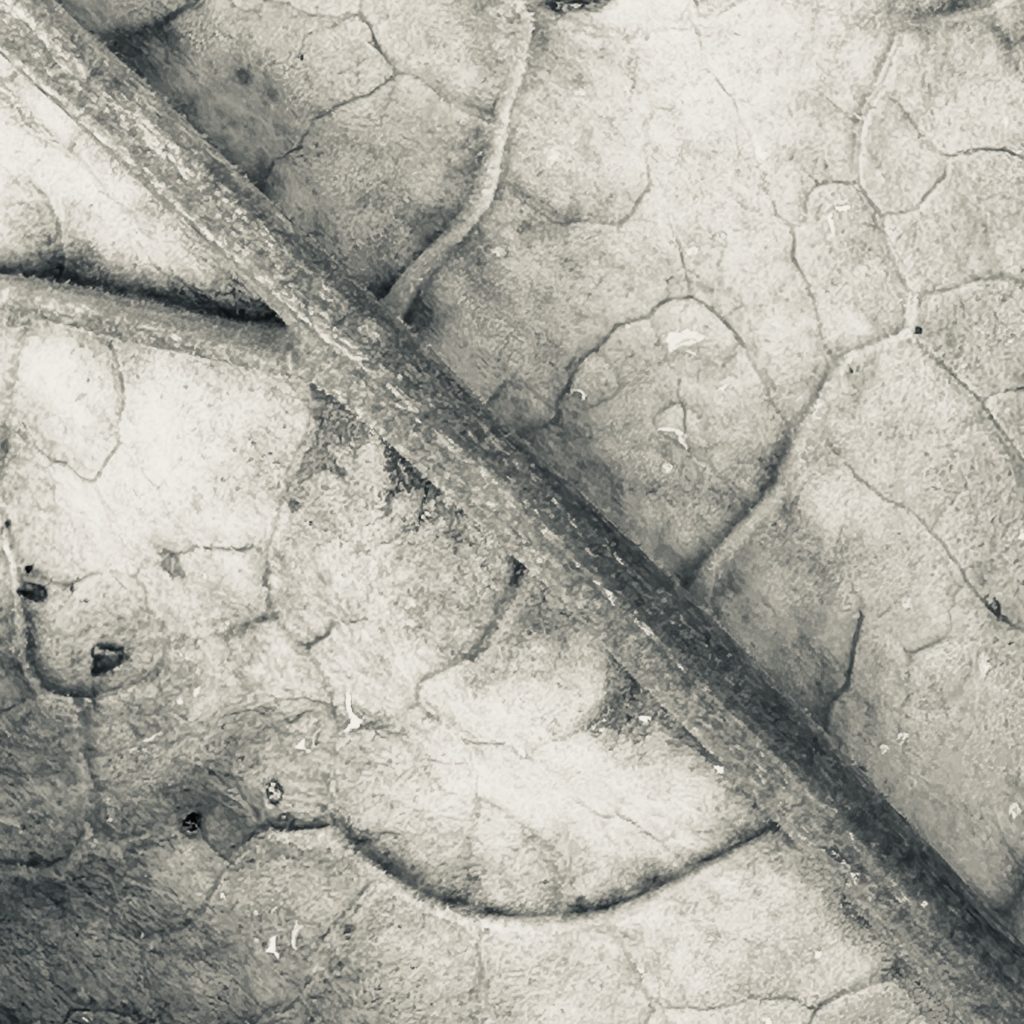 Plant veins