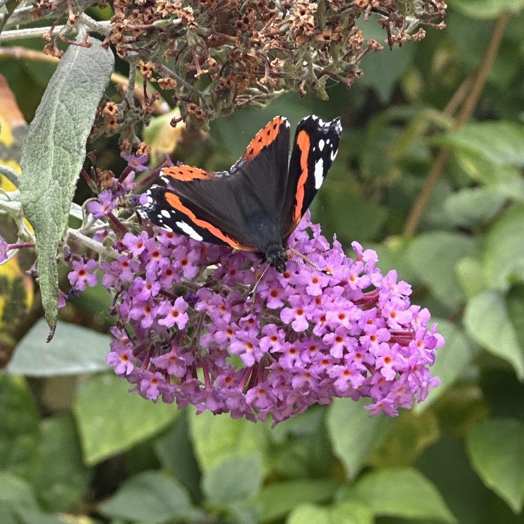 Red Admiral ​