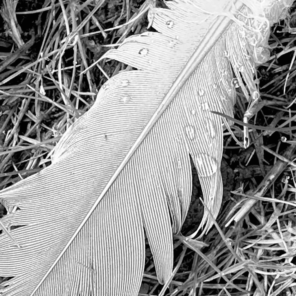 Feather