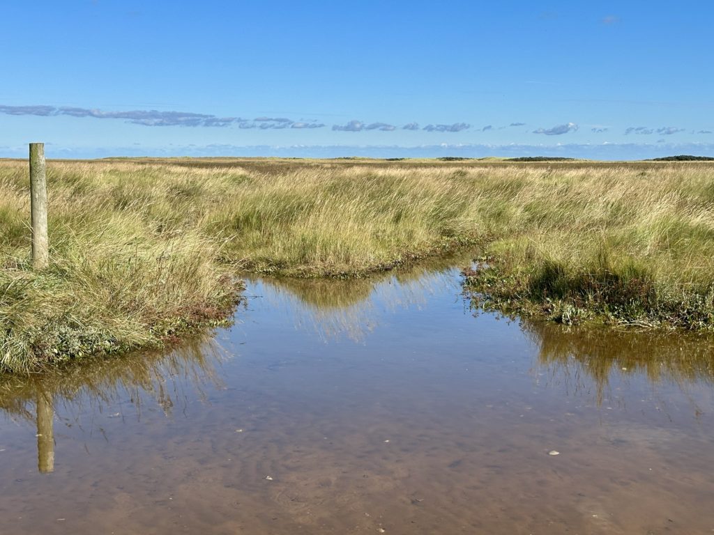 Sea marshes and dunes​