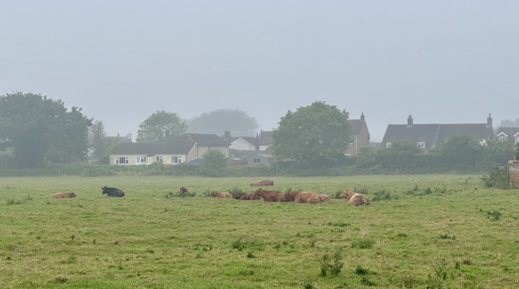 Cows in the rain