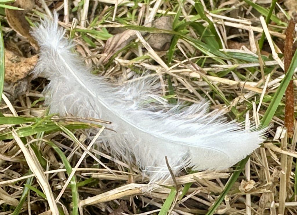 Feather