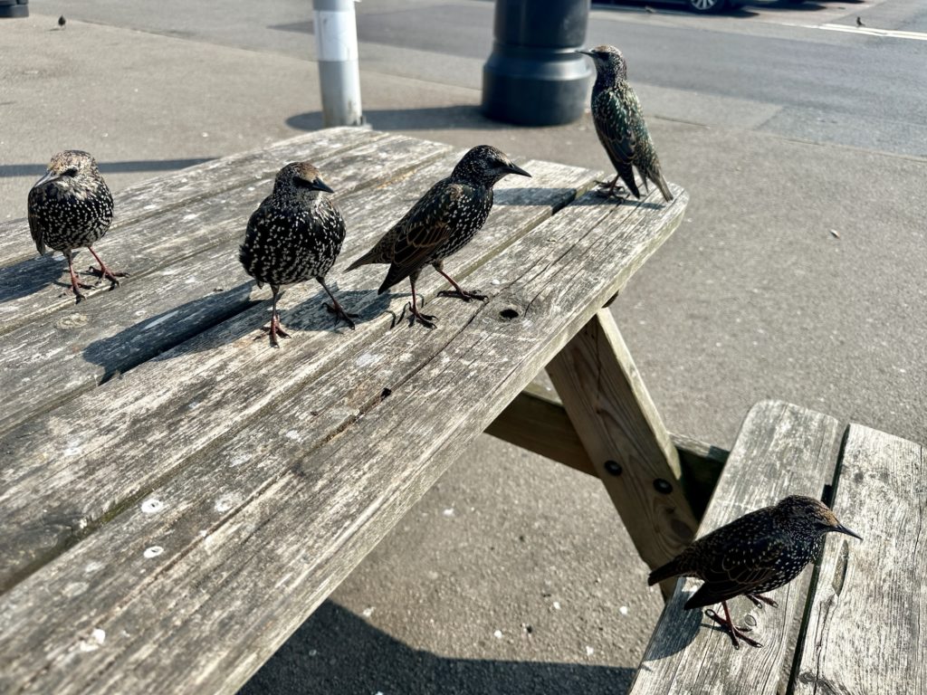 Starlings