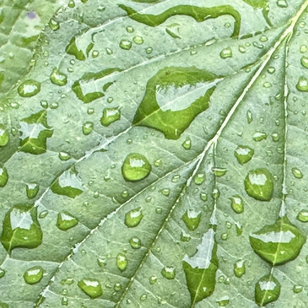 Rain drops