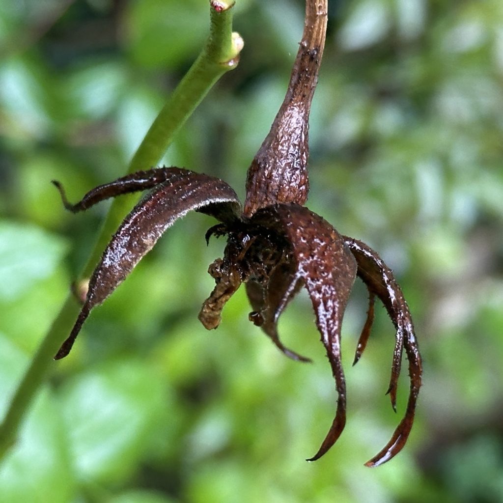 Seed pod