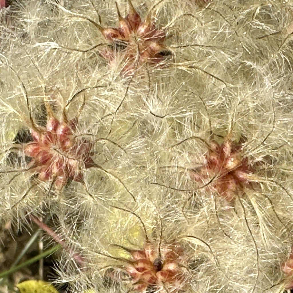 Seeds