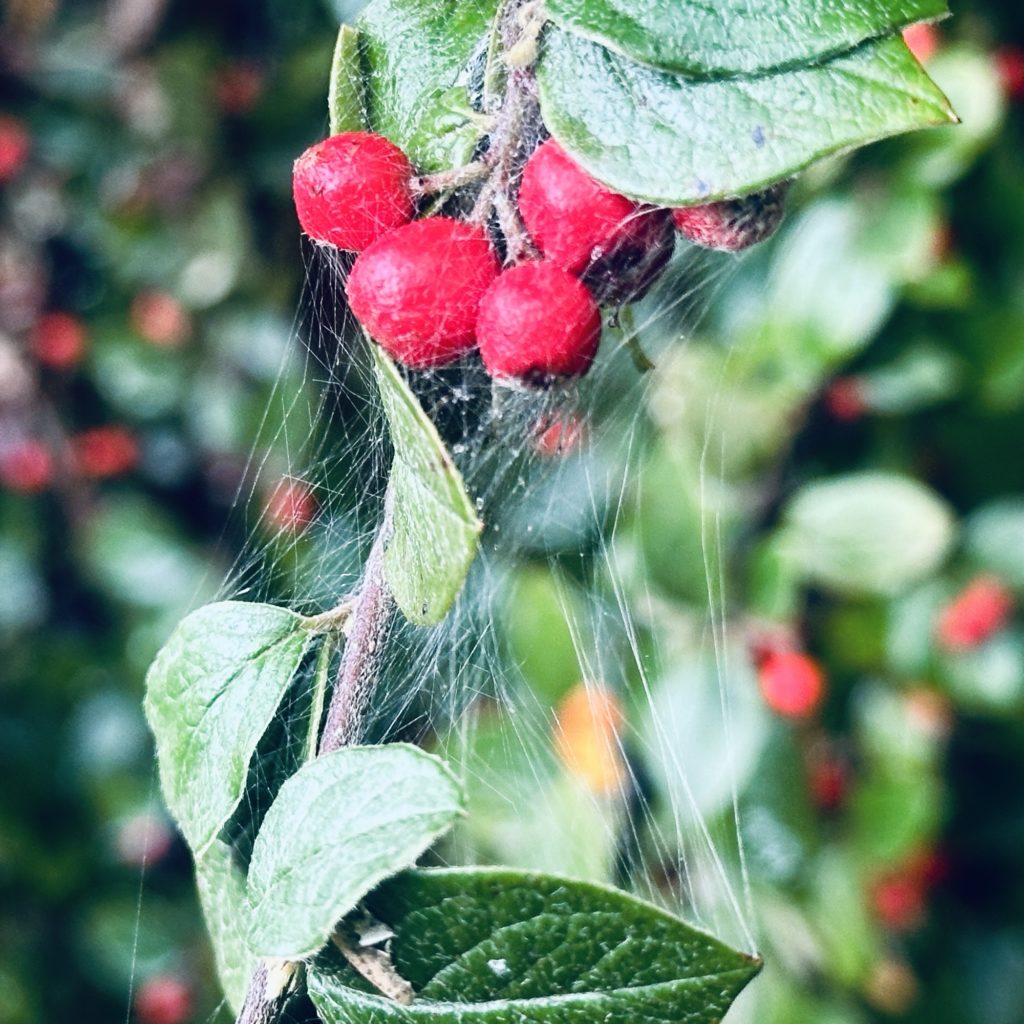 Red berries and spider webs