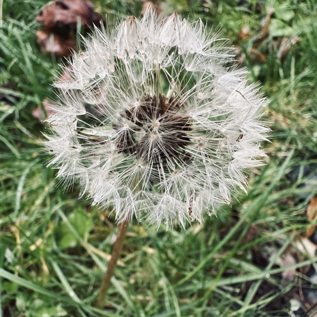 Dandelion