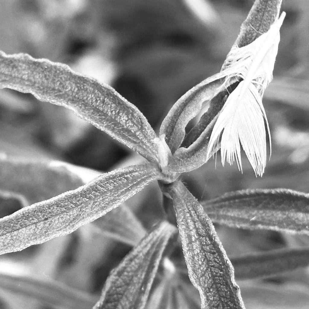 Smart feather caught on a leaf