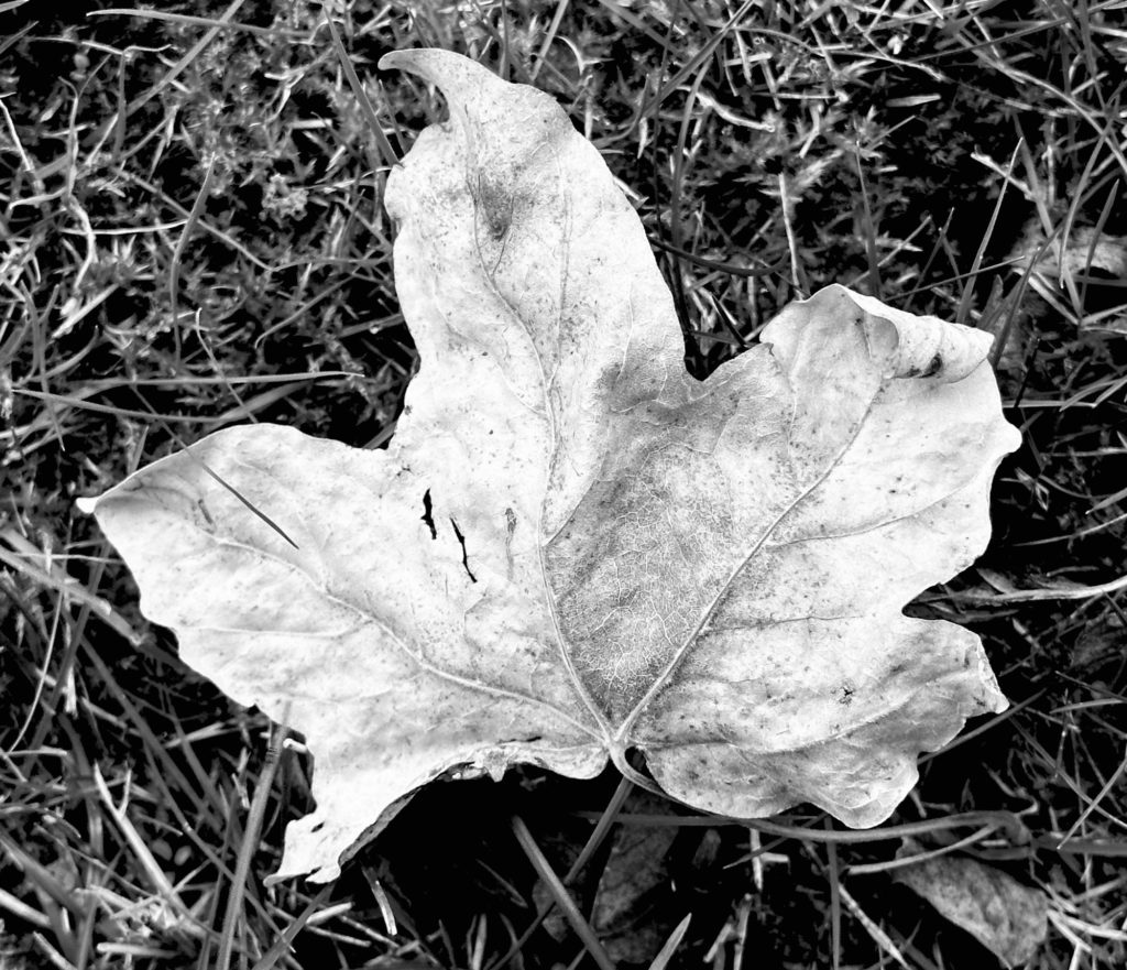 Dead leaf