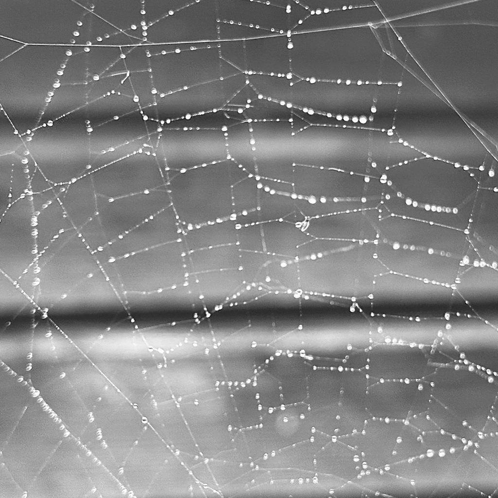 Spider web​