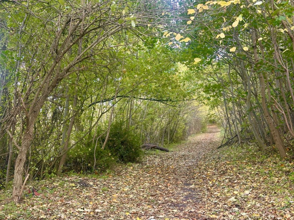 Woodland path in autumn
