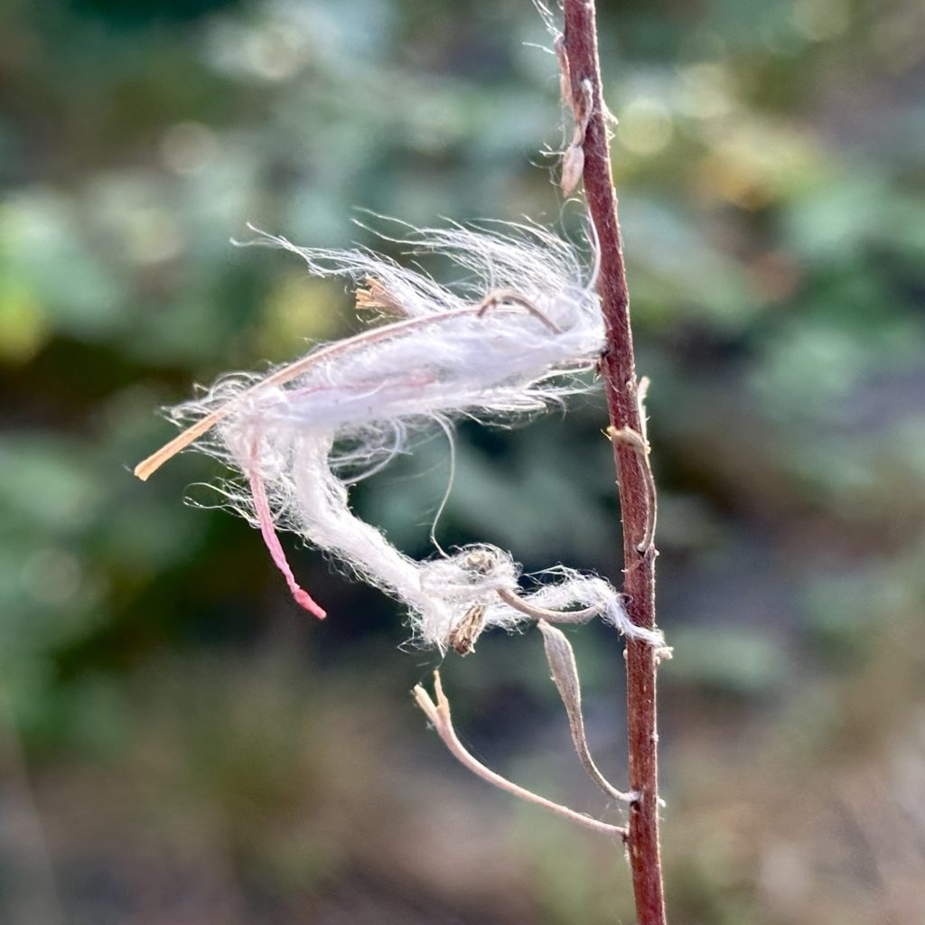 Wind blown feather