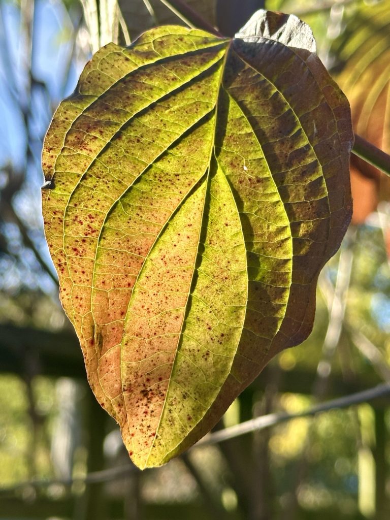 Autumn leaf