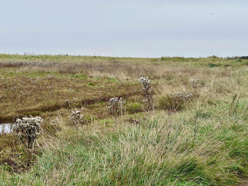 Saltfleetby and Theddlethorpe marshes