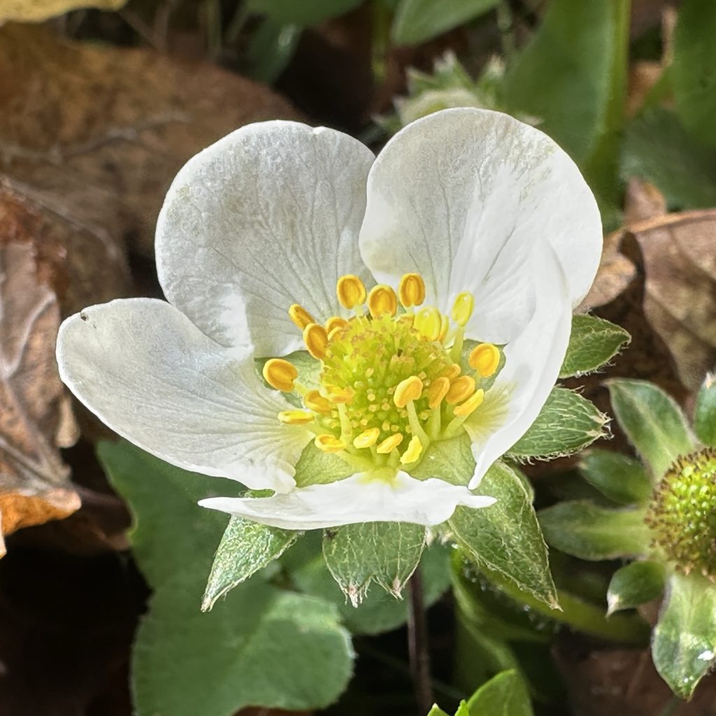 Strawberry blossom