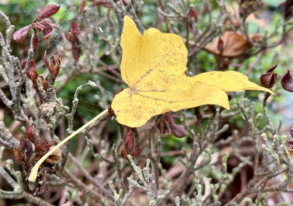 Yellow leaf