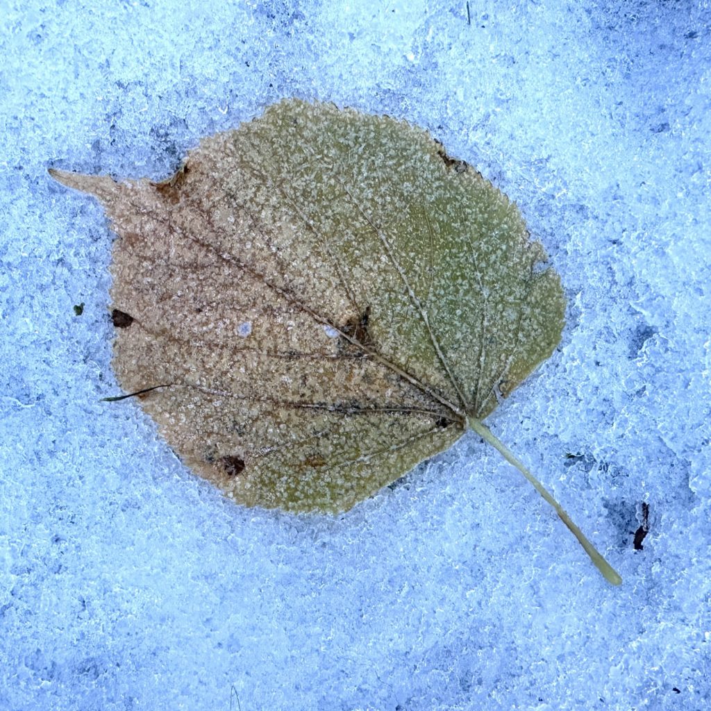 Frozen leaf in snow