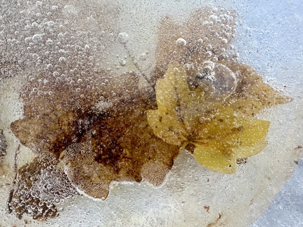 Leaves in ice