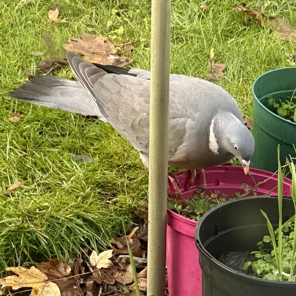 Pigeon food​