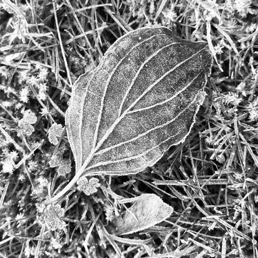 Frosty leaf