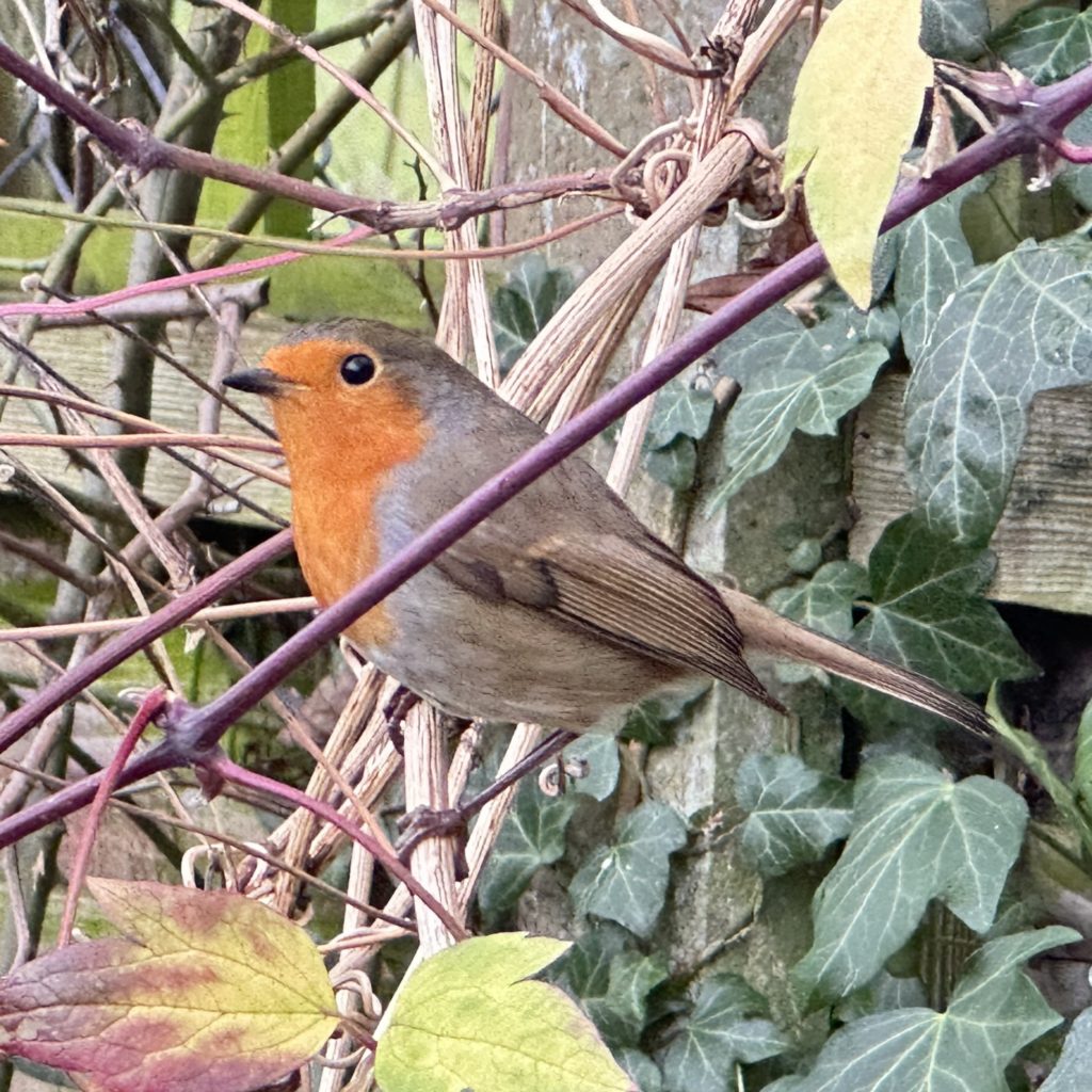 Robin in a bush