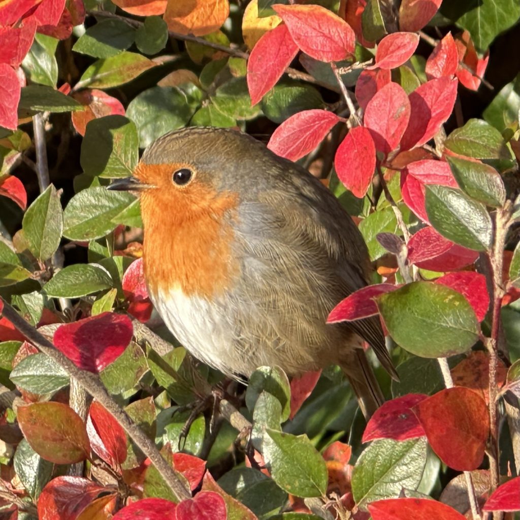 Close-up of a robin in winter