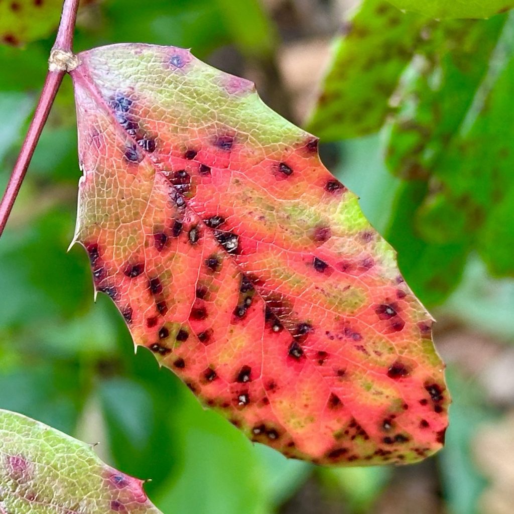 Red autumn leaf