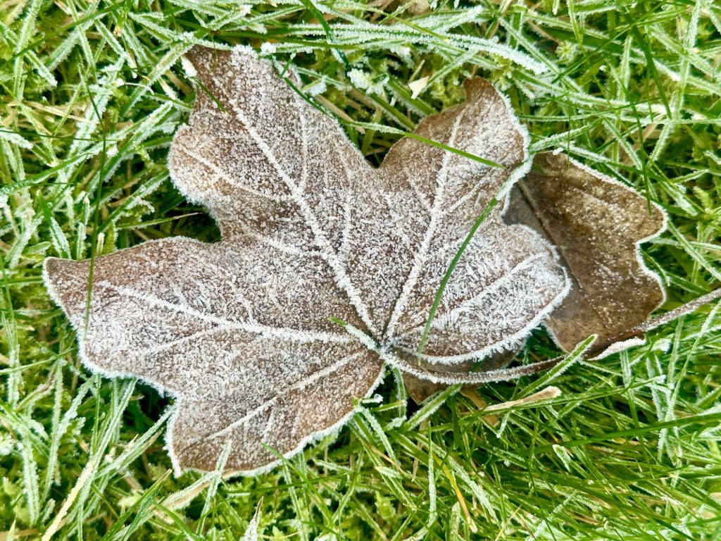 Frosty leaf