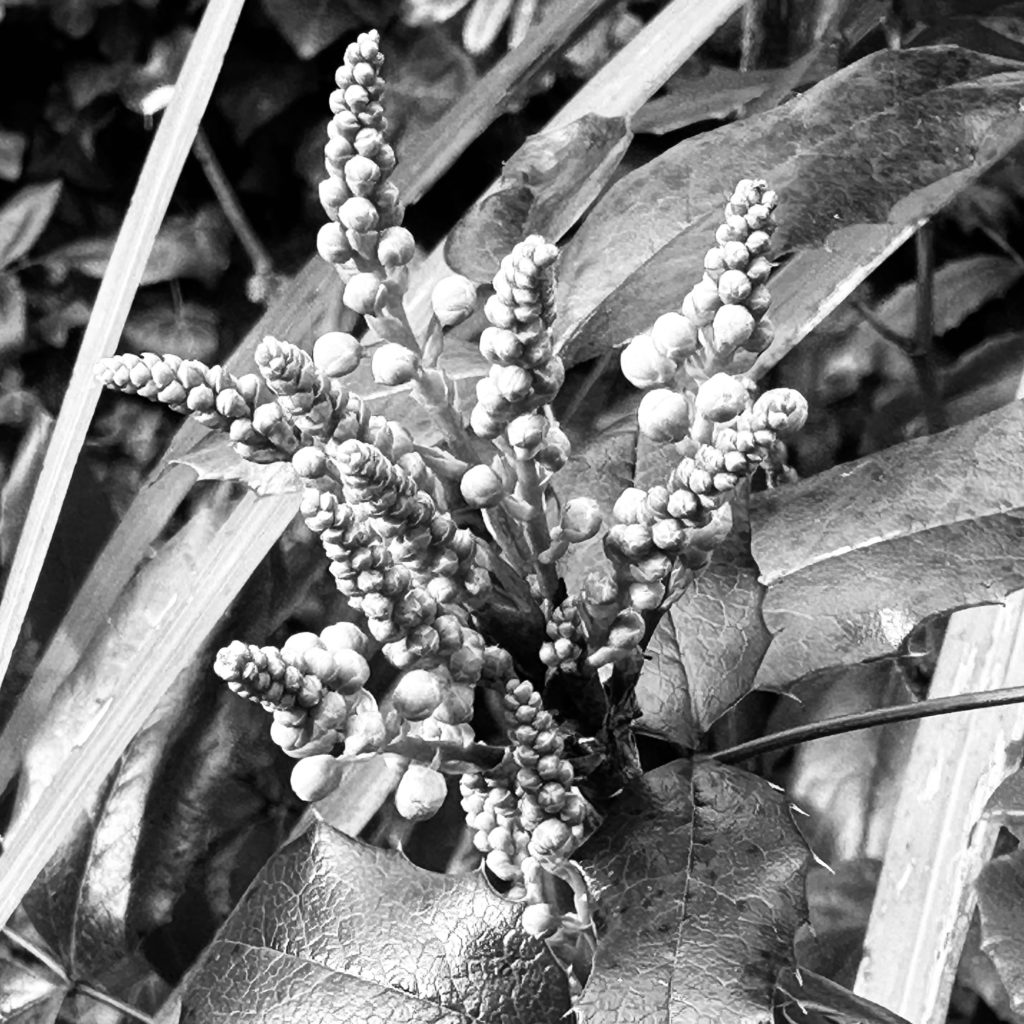 Black and white plant abstract 