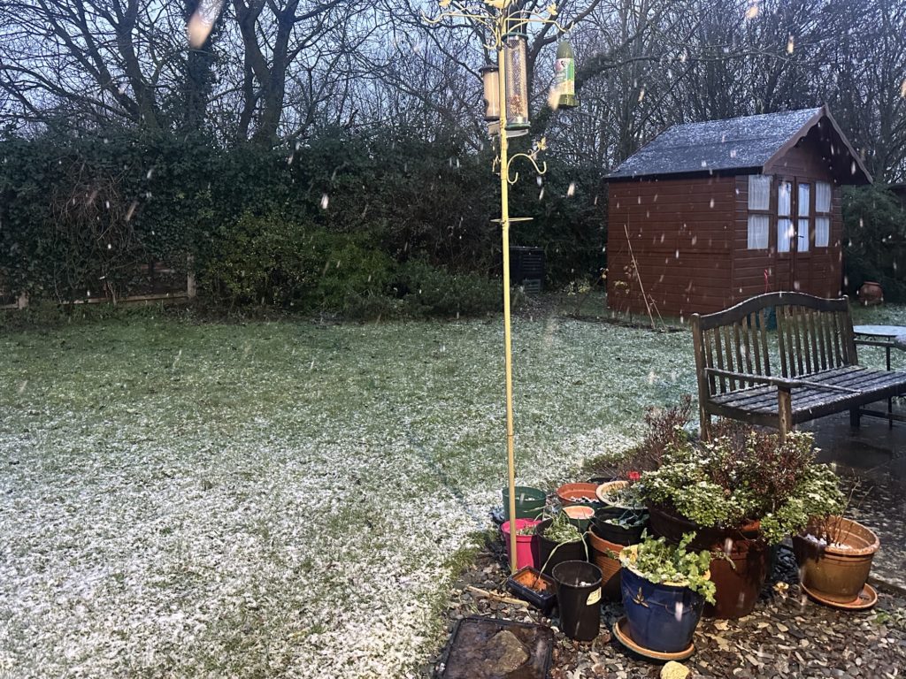 Snowing in the garden