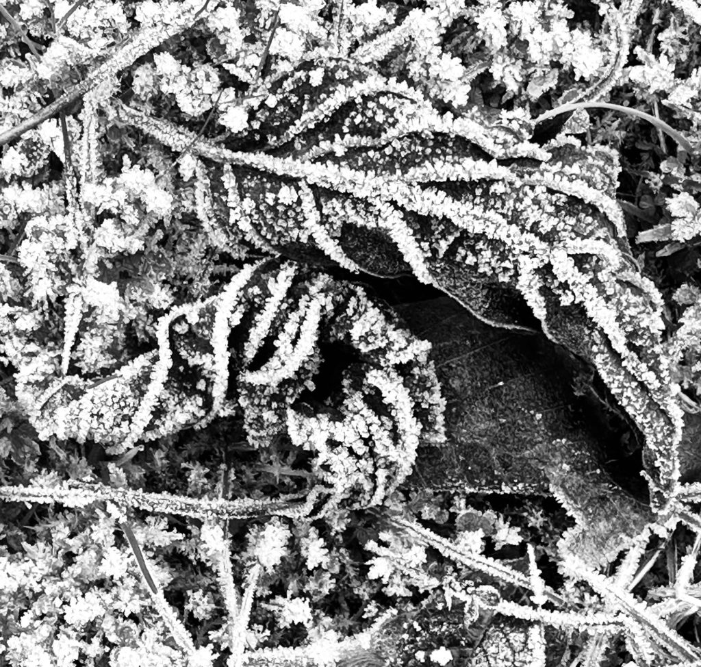 Frozen leaf