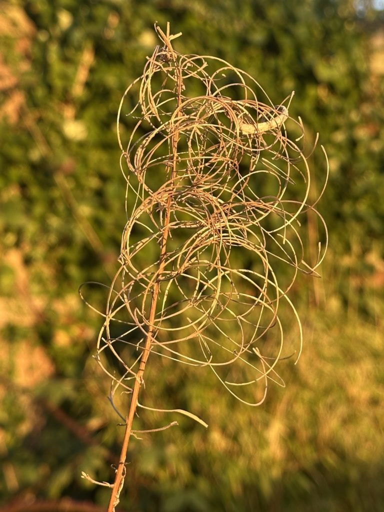 Grass in the sunset