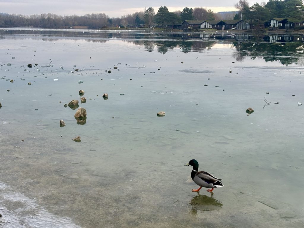 Ducks walking on ice 