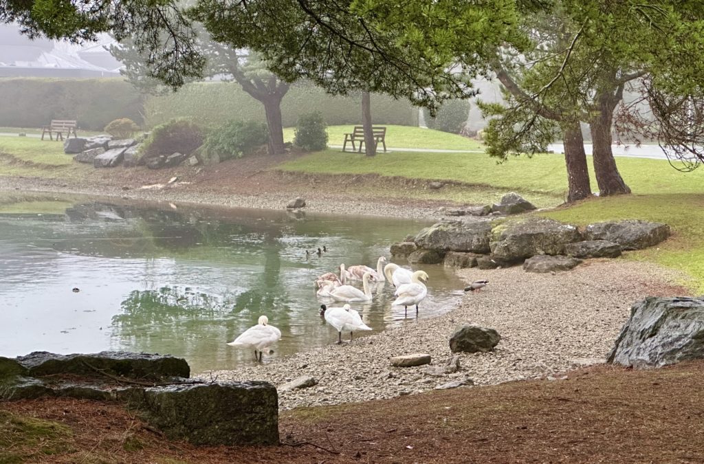 Ducks and Swans​ on Pine Lake on a misty morning