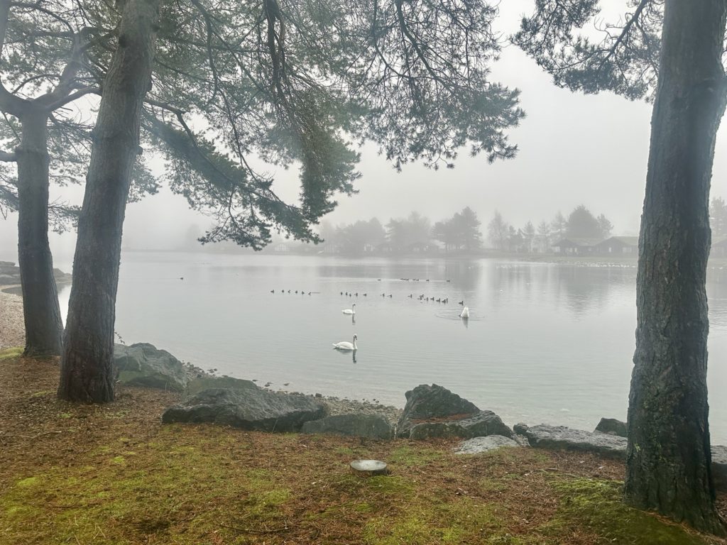 Ducks and Swans​ on Pine Lake on a misty morning