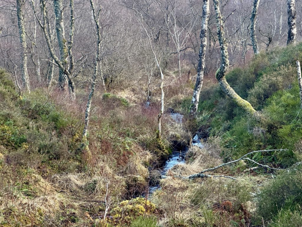 Craigellachie National Nature Reserve