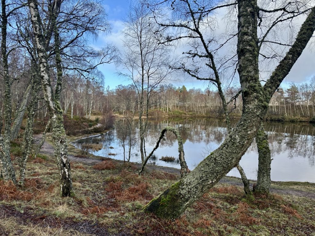 Loch Puladdern Craigellachie National Nature Reserve