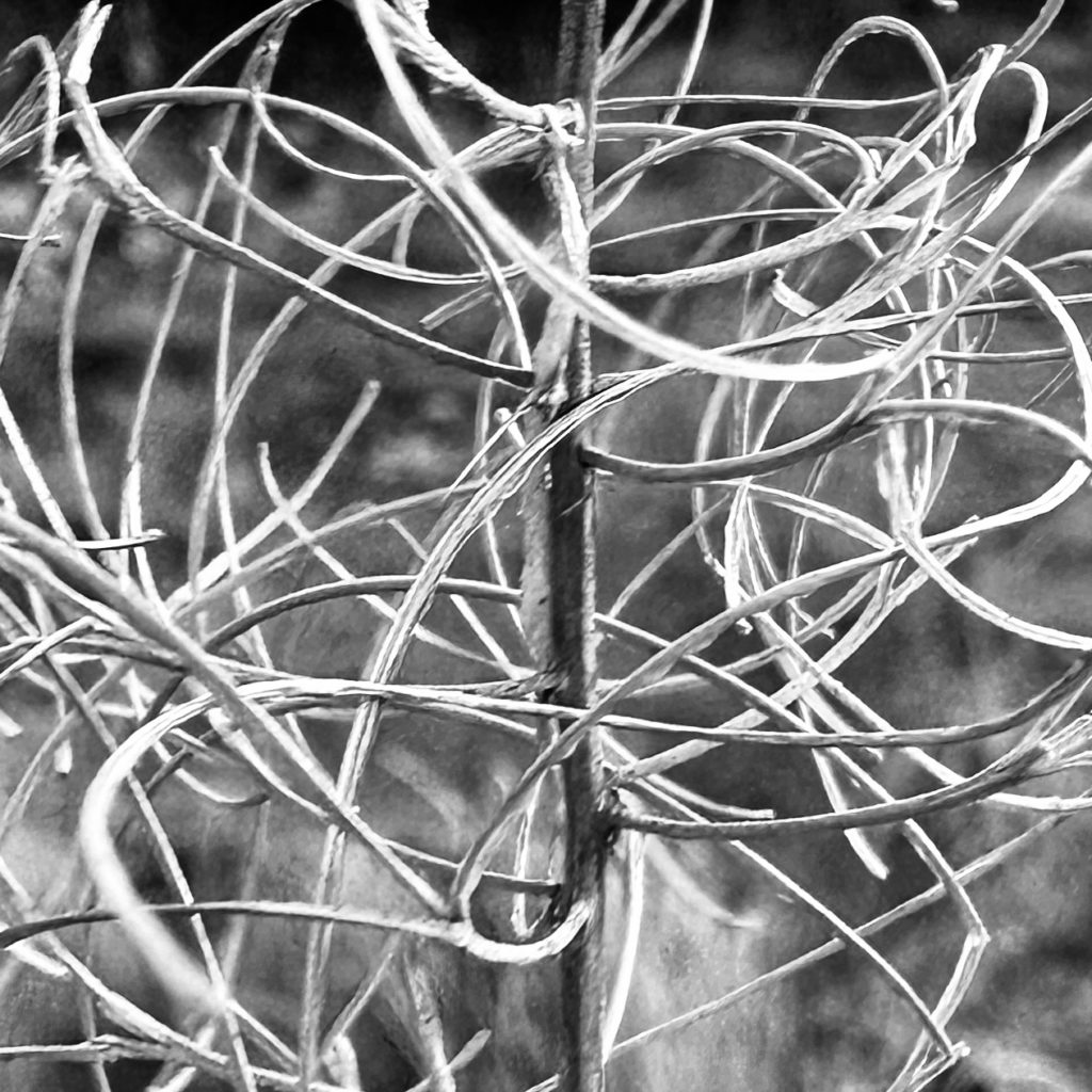 Plant abstract monochrome 