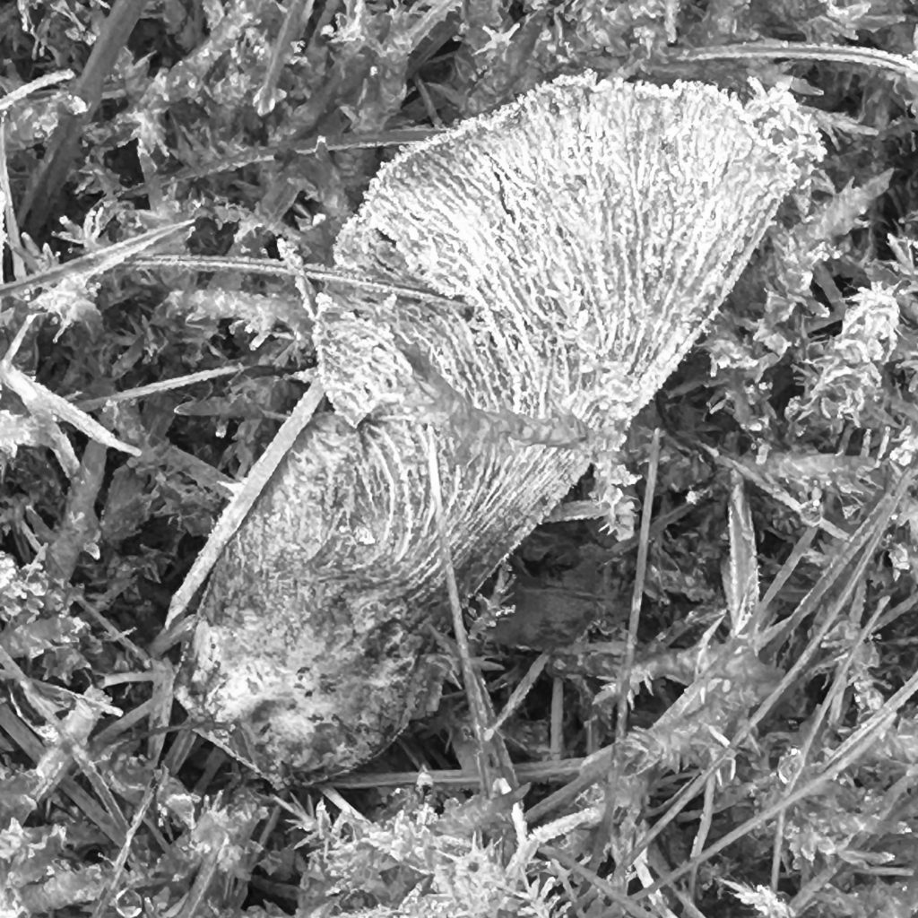 Frosty sycamore seed