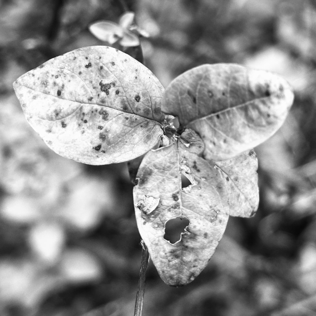 Three leaves